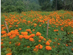 फूलखेतीबाट एक याममा पाँच लाख बढी आम्दानी