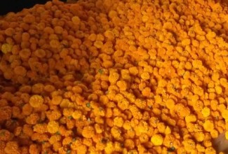 दसैँ, तिहार र छठमा पाँच करोडको फूल किनबेच
