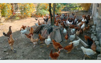 शुक्लाफाँटाका कुखुरा फार्ममा ‘फाउल पोक्स’को संक्रमण