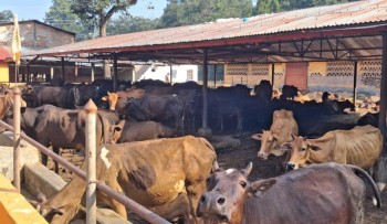 गाईपालक किसानलाई पालिकाद्वारा अनुदान