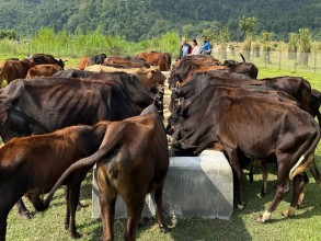‘दाता’ को सहयोगले छाडा गाई संरक्षण