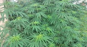 तिस बिघा जग्गामा गरिएको गाँजा फँडानी