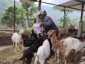 संविधानसभा सदस्य गमबहादुर श्रीस कृषि उद्यममा
