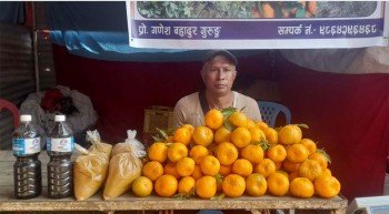 जंगल फाँडेर सुन्तलाखेती विस्तार