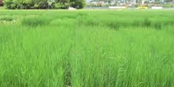घाँसखेती प्रवर्द्धन कार्यक्रममा छैन किसानको आकर्षण 