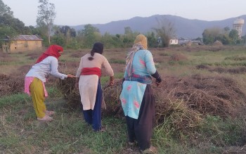 बर्सिम घाँसको बीउबाट दुई लाख आम्दानी