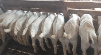विदेशको अनुभवको स्वदेशमा उपयोग