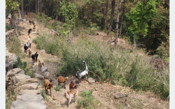 बाख्रापालनमा निर्भर धारापानीका बासिन्दा