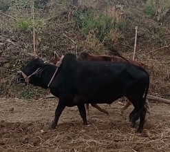 हलगोरु पाल्नेलाई दश हजार अनुदान