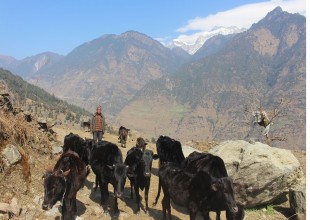 घुम्ती गोठ धान्ने गाउँका बूढापाका मात्र