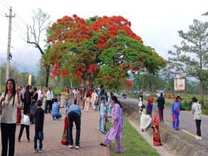 ढकमक्क फुलेका गुलमोहरले पर्यटकलाई लोभ्यायो 