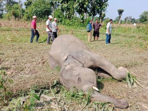 बराहक्षेत्रमा जंगली हात्ती मृत फेला