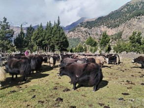 हिमपातपछि मुस्ताङका याकचौँरी बेँसीमा स्थान्तरण