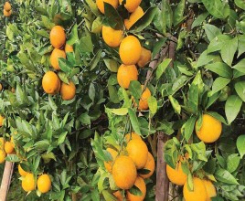 व्यवस्थित कृषि सडकको मागसहित ‘जुनार महोत्सव’