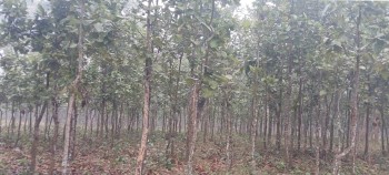 प्रभावकारी बन्दै दिगो वन व्यवस्थापन कार्यक्रम