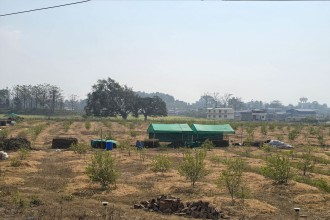 ‘सिभिल इन्जिनियर’ अध्ययन गरेर व्यावसायिक कागतीखेती रमाउँदै  प्रतीक