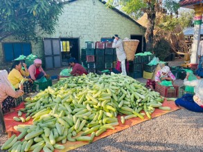 हुप्सेकोटका तीन हजार किसान काँक्रा बेचेर कुस्त कमाउँदै