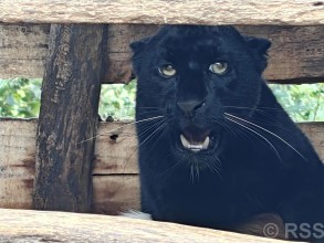 कालो रङको चितुवा सदर चिडियाखानामा