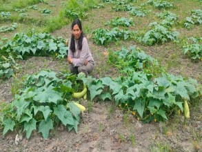 उपमेयर क्षेत्रीको लोभलाग्दो काँक्राखेती