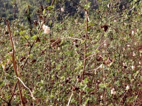 परम्परागत कपास खेती प्रवर्द्धन गर्दै अरुण गाउँपालिका