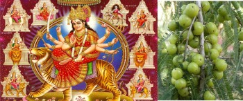 कात्तिक शुक्ल नवमीः कुष्माण्डा नवमी पर्व मनाइँदै