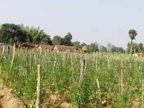 तरकारीखेतीबाट वार्षिक तीन लाख बचत