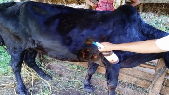 भोजपुरमा पशुमा खोरेत रोगविरुद्ध खोप अभियान सुरु