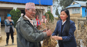 किबीका बिरुवा वितरण