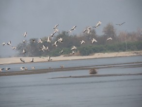 कोसी टप्पुमा पर्यटकको सङ्ख्या वृद्धि