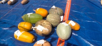 जुम्लामा कृषि जैविक विविधतासम्बन्धी प्रदर्शनी मेला हुँदै