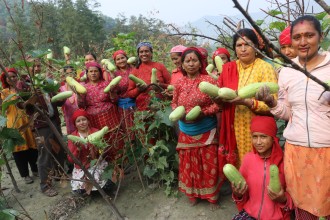 सामूहिक कृषिमा महिलाको आकर्षण बढ्दै