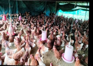 सफल कुखुरापालकका रूपमा परिचित झलारीका रेवन