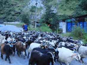 बजार झरे लेकाली भेडा- च्याङ्ग्रा