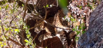 पासोमा चितुवा