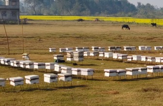 महबाटै करोडको कारोबार