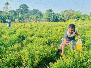 आर्थिक उपार्जन गर्न फूल व्यवसाय