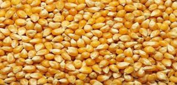 गुल्मीमा मकैको पिठो ‘ब्राण्डिङ’ सुरु