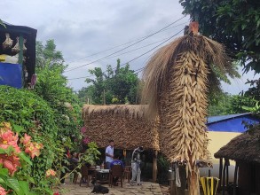 तनहुँमा मकै उत्पादन बढ्यो