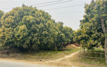 यसवर्ष आँपमा राम्रो मञ्जरी, उत्पादन बढ्ने अपेक्षा