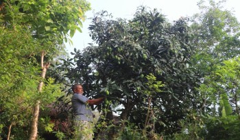 विदेशबाट फर्केर फलफूलखेती विस्तार गर्दै लक्ष्मीप्रसाद
