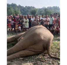 खोला किनारमा भेटियो मृत मत्ता हात्ती