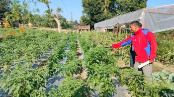 व्यावसायिक तरकारीखेती गरेर आत्मनिर्भर बन्दै मुक्तकमैया