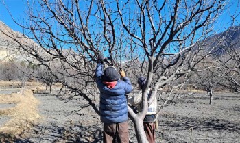 मुस्ताङमा स्याउ बगैँचा व्यवस्थापन गर्न सुरु
