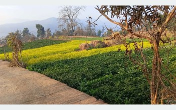 किसानको आकर्षण नगदेबालीतर्फ बढ्दो