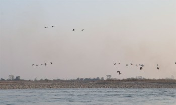 नारायणी नदी आसपासका क्षेत्रमा ४२ प्रजातिका चरा भेटिए
