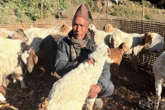 पढ्न नपाएकामा पछुतो, भेडागोठमै बिताए पाँच दशक