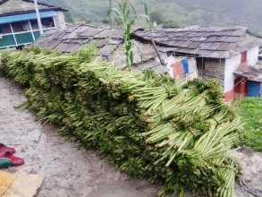 घरखर्च चलाउने आम्दानीकाे बाटाे निहुरो