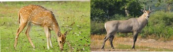 उद्धार केन्द्रका नीलगाई र चित्तल पाल्नै गाह्रो