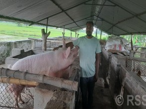 बंगुरका पाठापाठी बेचेर वार्षिक बाह्र लाख आम्दानी