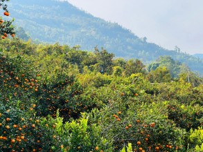 कोदो, मकै फल्ने बारीभरी लटरम्म सुन्तला : यस वर्ष रु १५ लाखको बिक्री